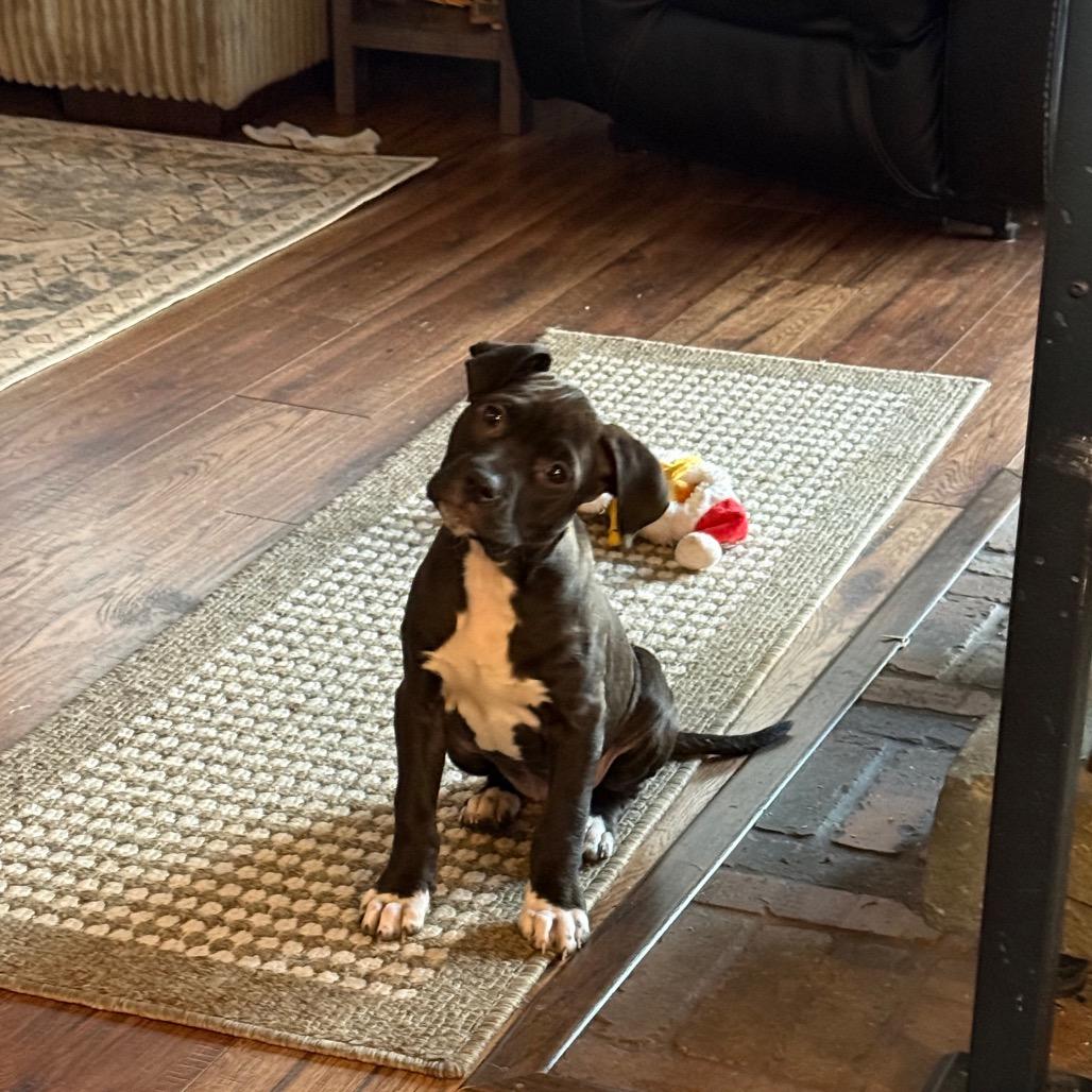 NY Millie Feb 21 (Tractor Supply Patterson NY)