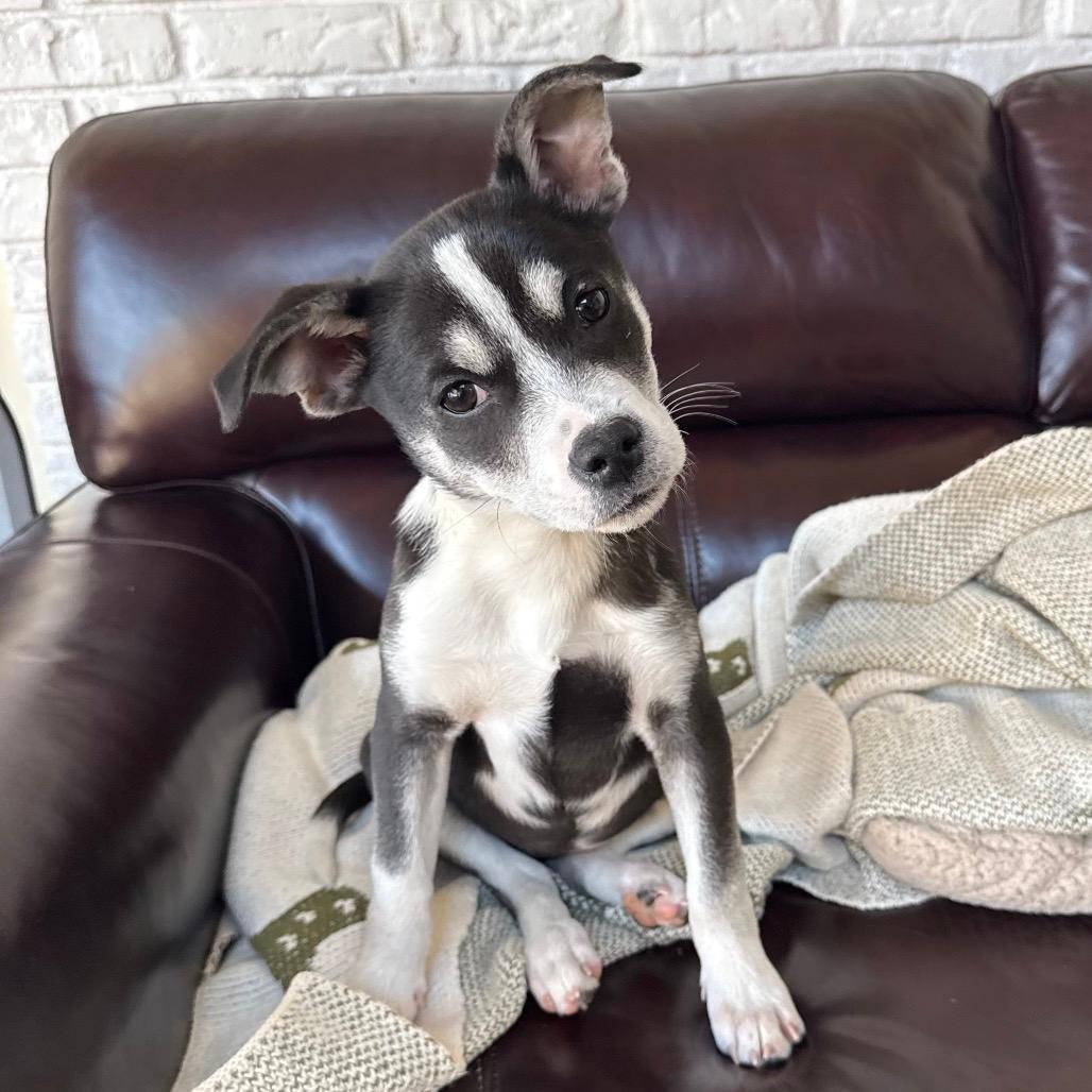 NY Poppy (Foster in Stormville)