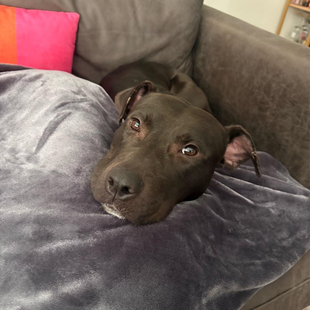 Officer - In Foster (Adoption Fee SPONSORED!)