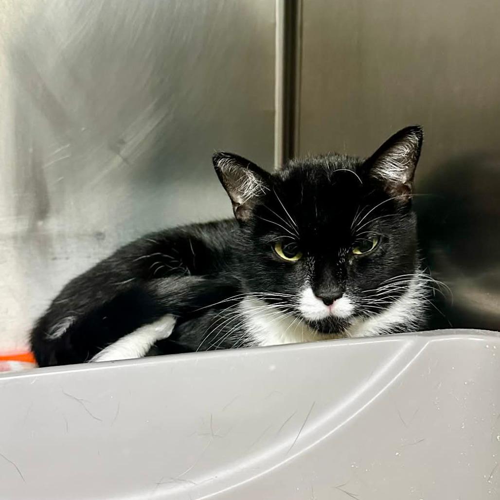 Bunny- Sullivan Petsense