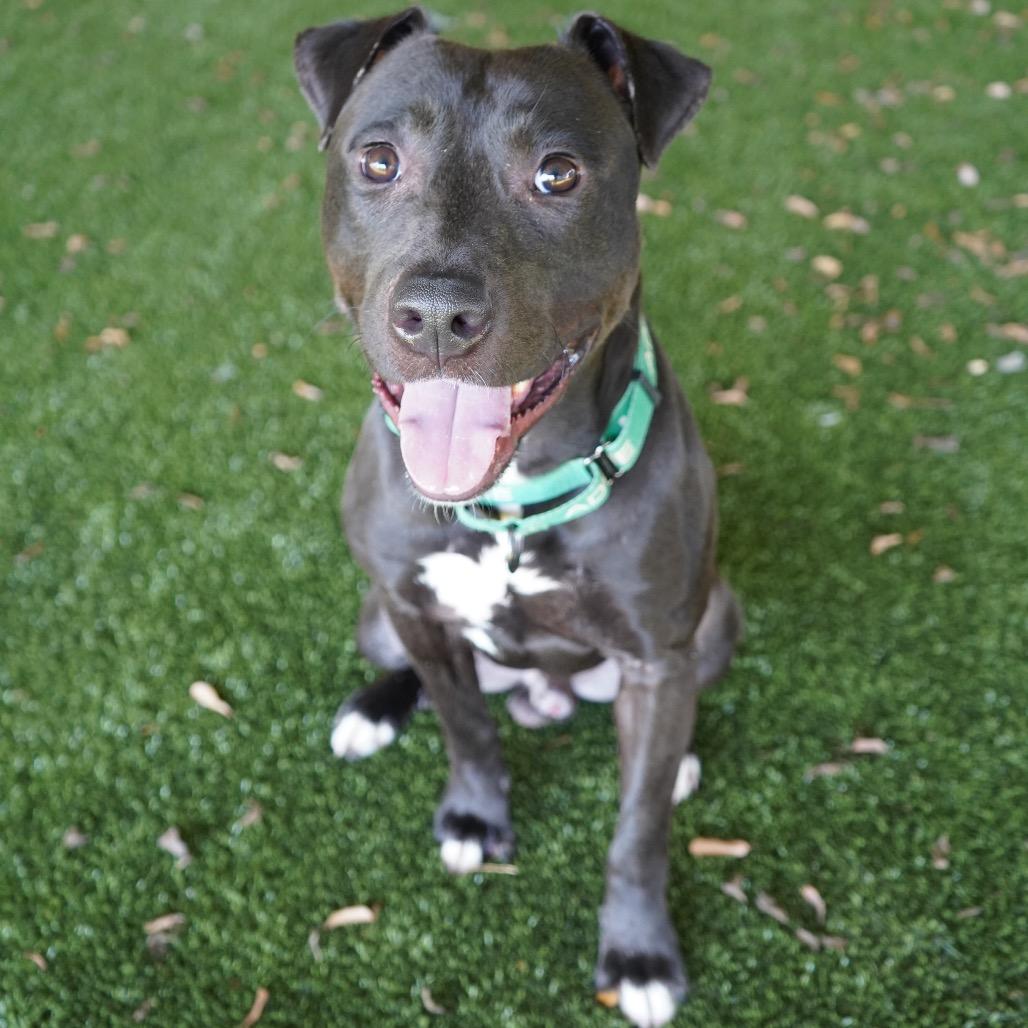 Officer - In Foster 