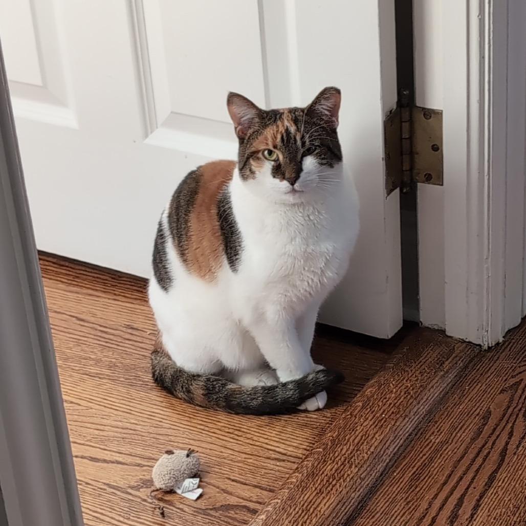 Callie (Pulaski Mama) CHIP