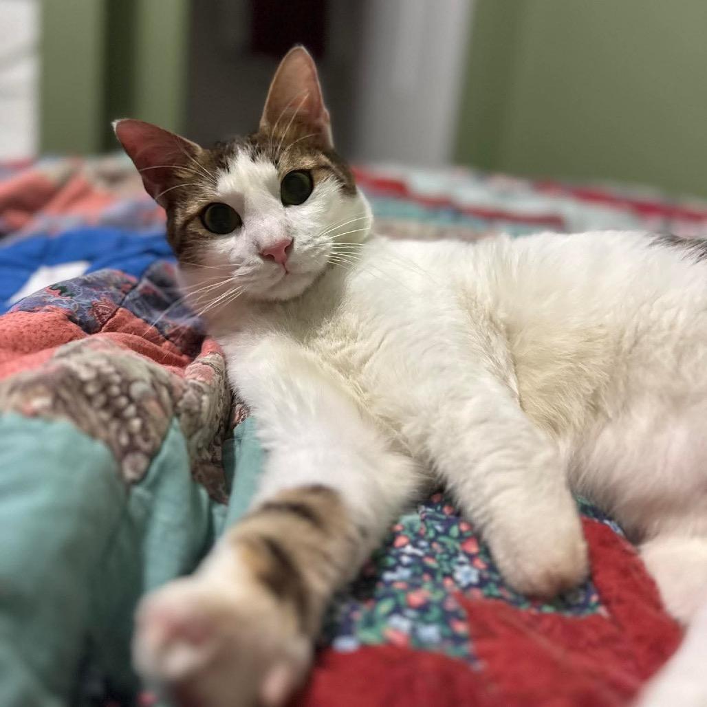 Ice (bonded with Tanki) 