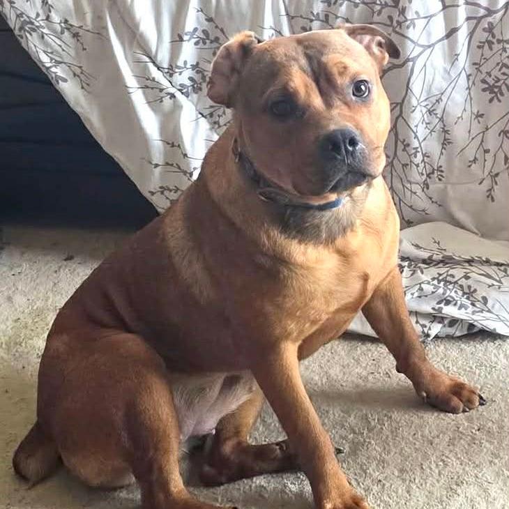 Reba