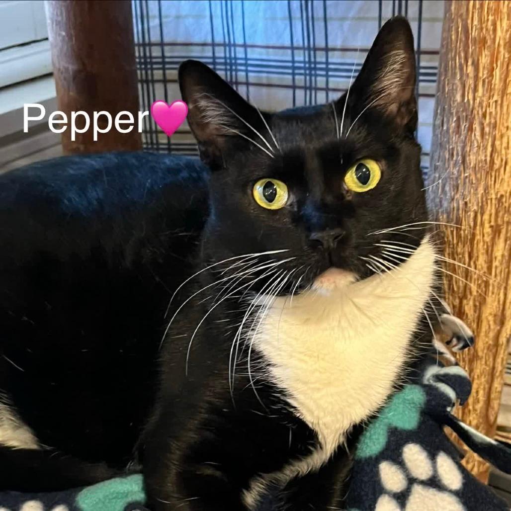Pepper