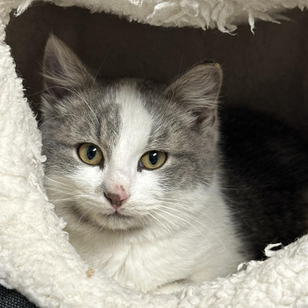 Lord Tiny of Tim (26-1557)