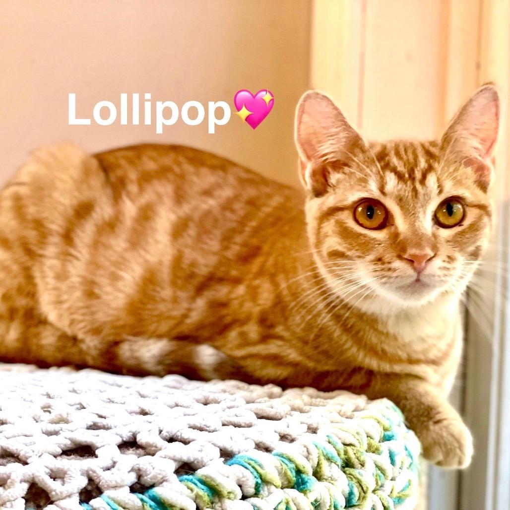 Lollipop (Adopt with Lemon Drop)