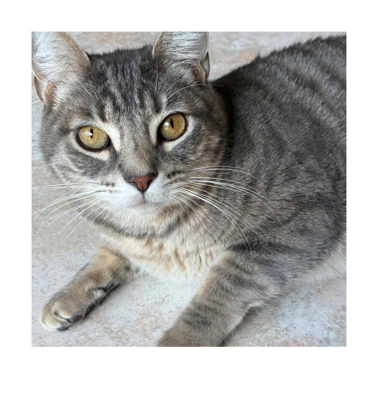 Frankie
