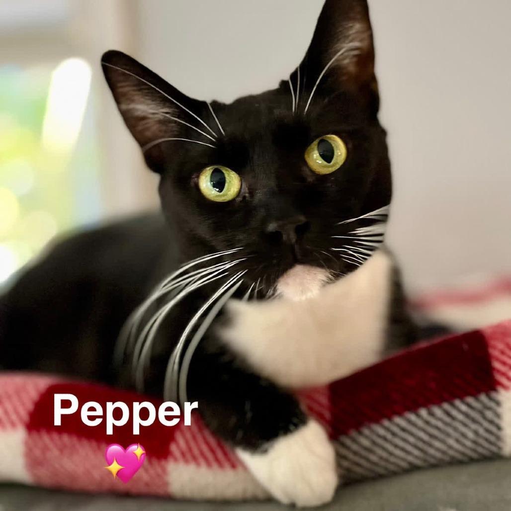 Pepper