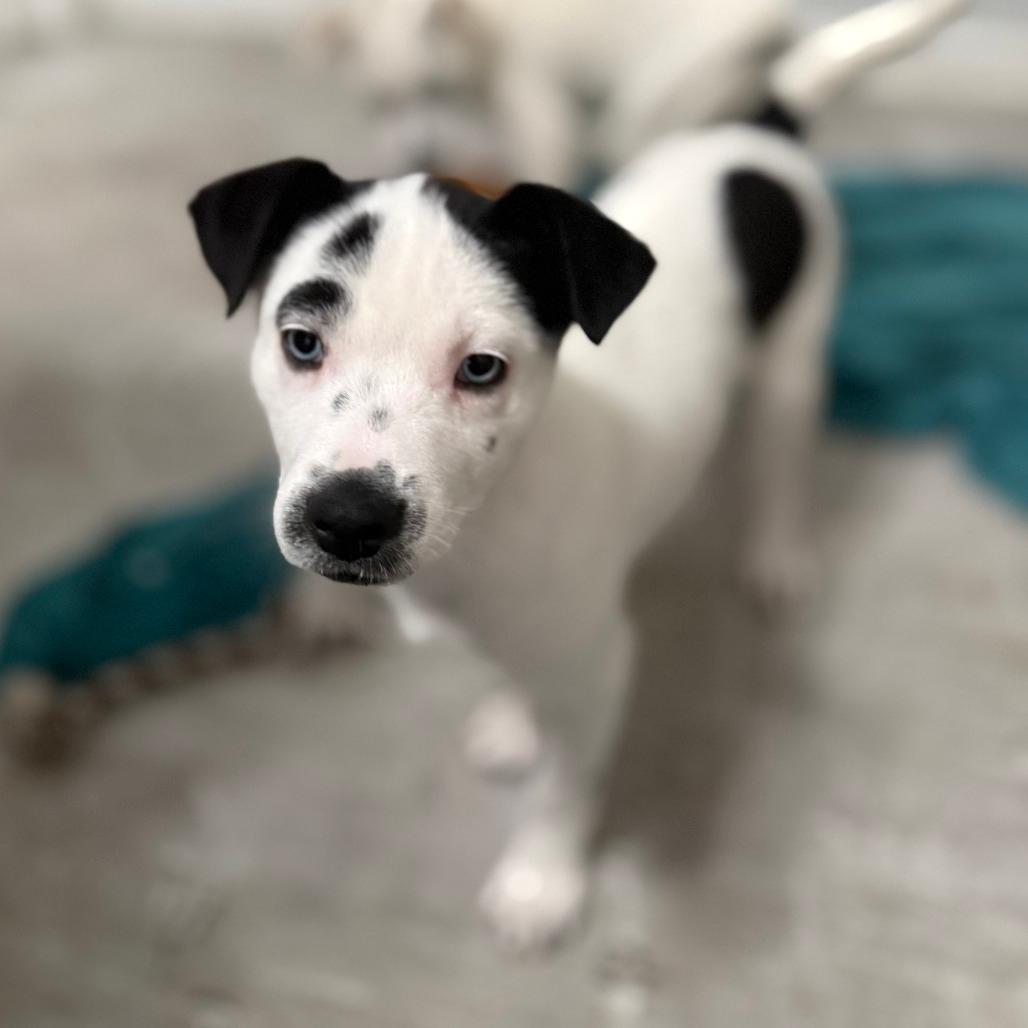 NY Paisley (Foster in Brewster NY)