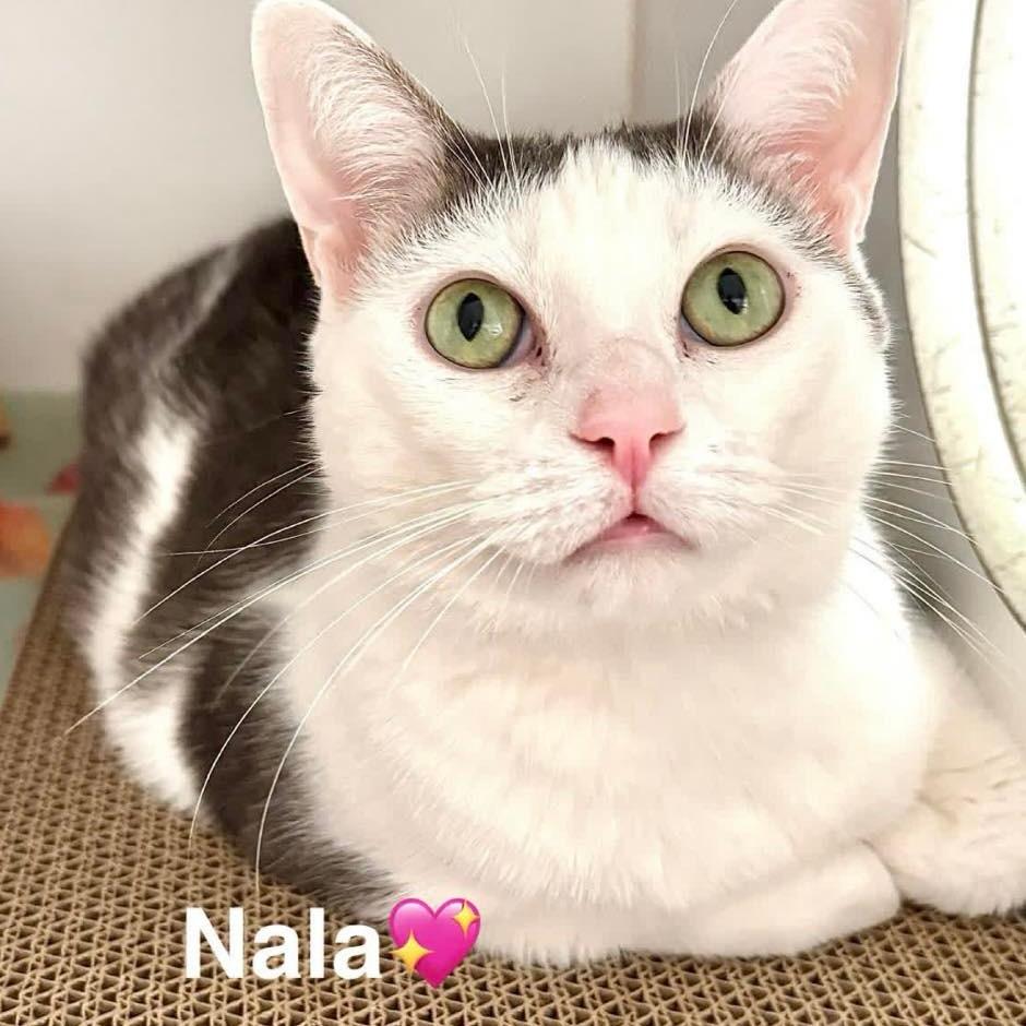 Nala