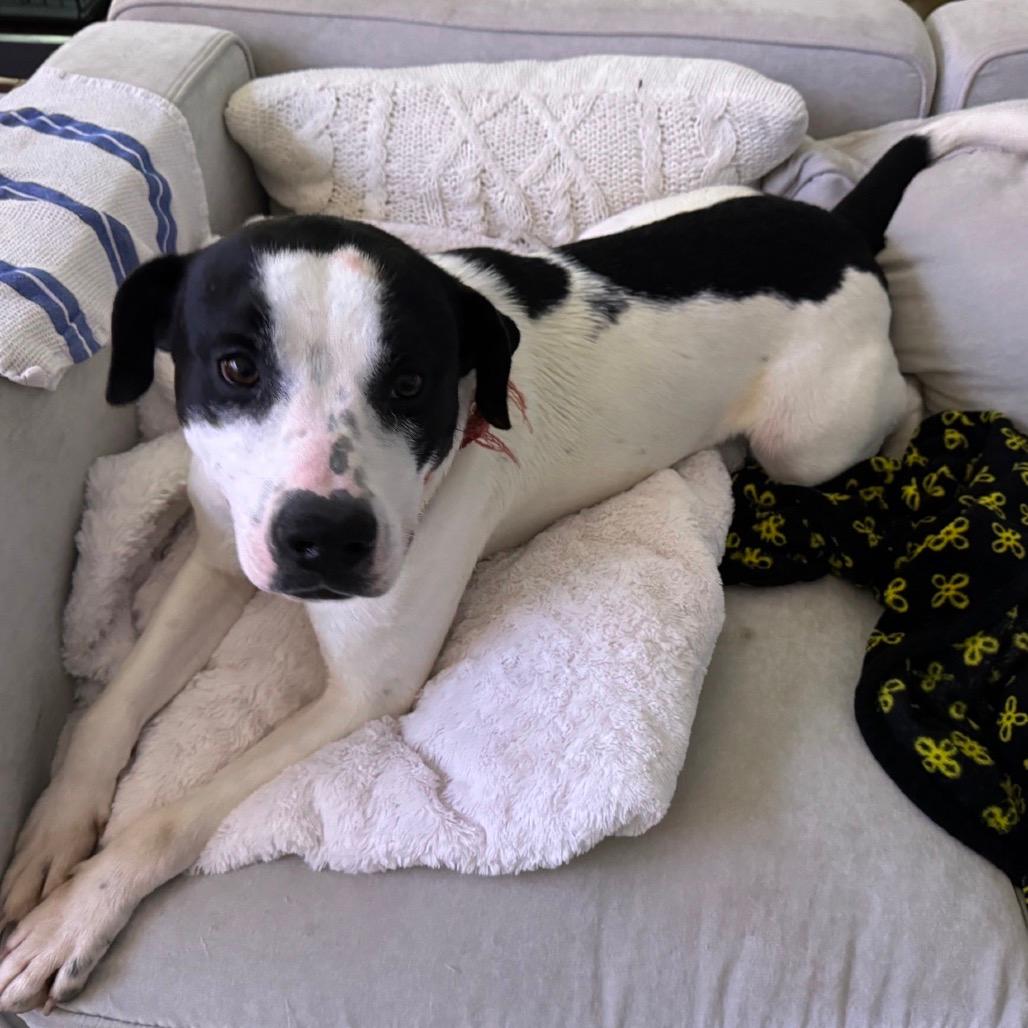 Marshall (Adoption Fee SPONSORED!)
