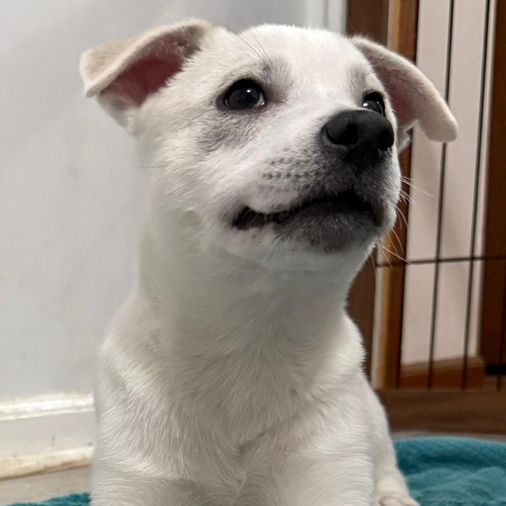 NY Perry (Foster in Yorktown Heights NY)