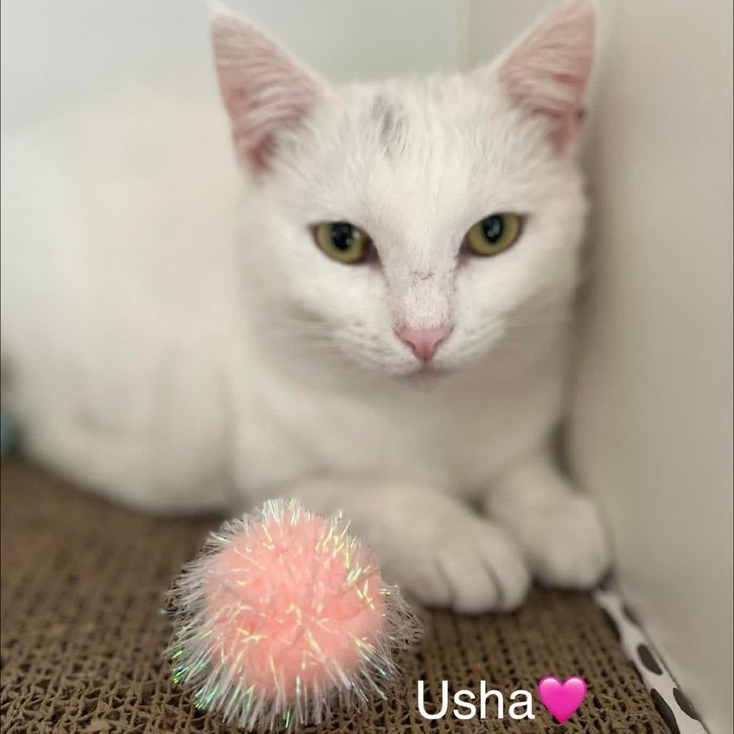Usha