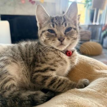 Chorizo (Taco Tabbies)