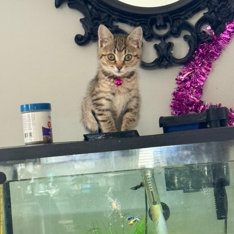 Salsa (Taco Tabbies)