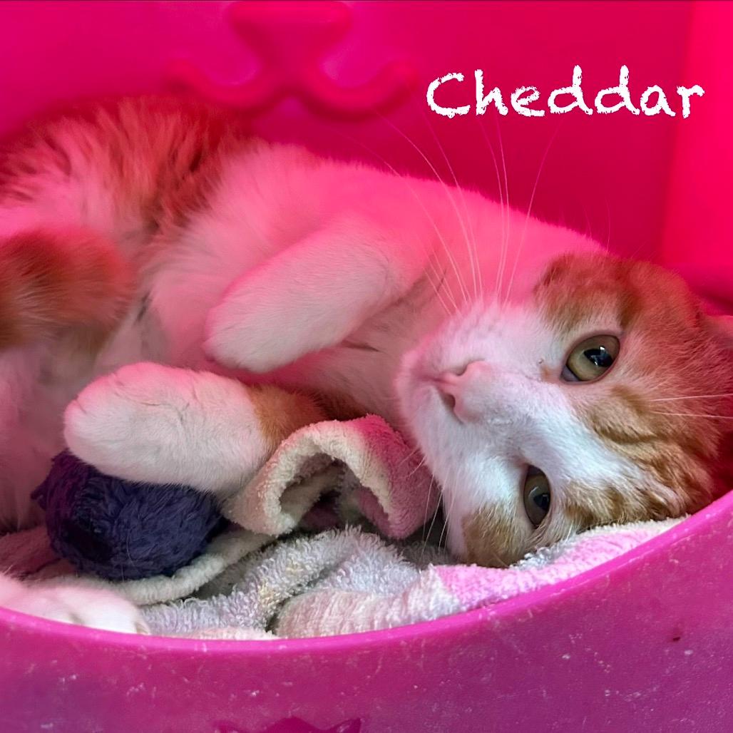 Cheddar