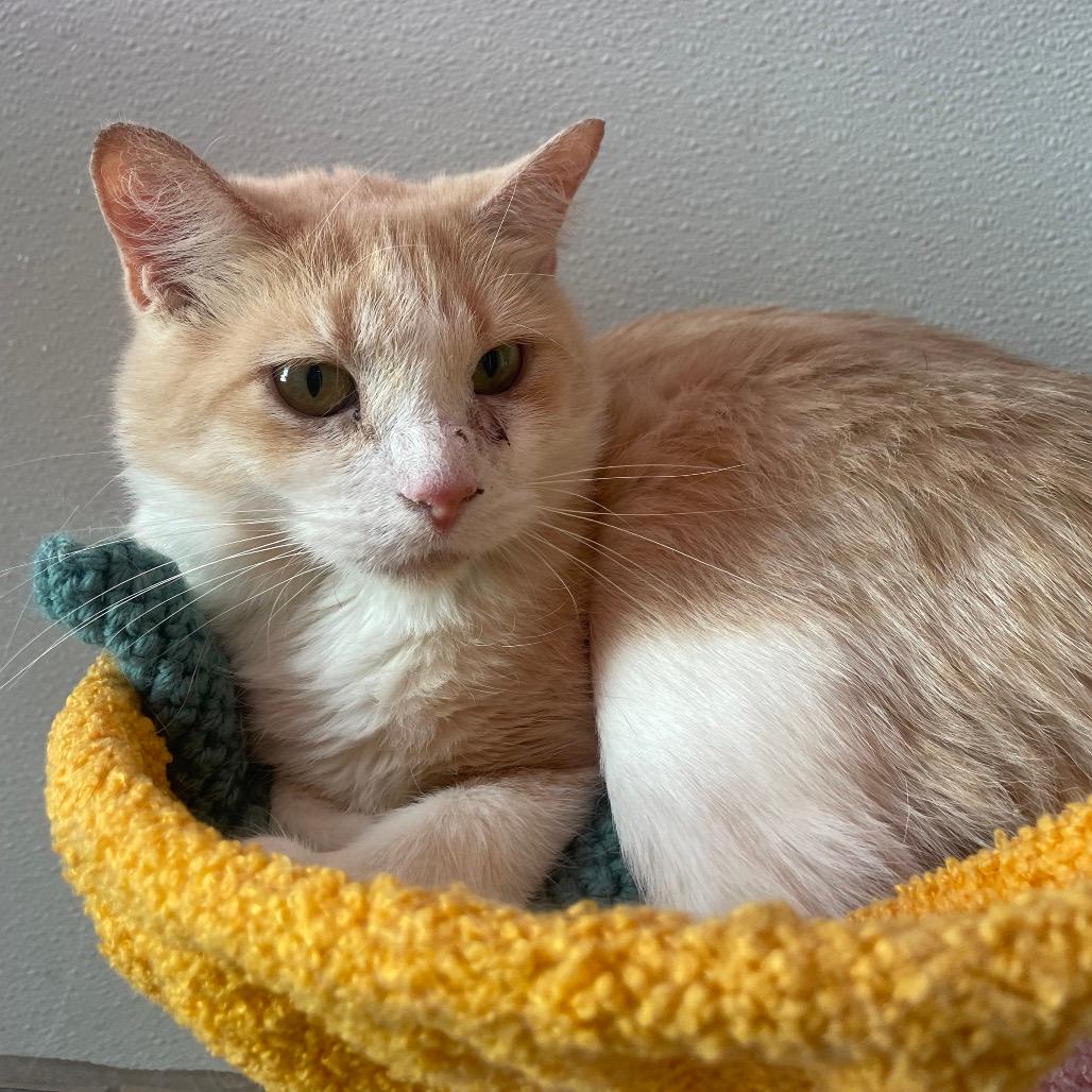 Fern (bonded to Moochi)