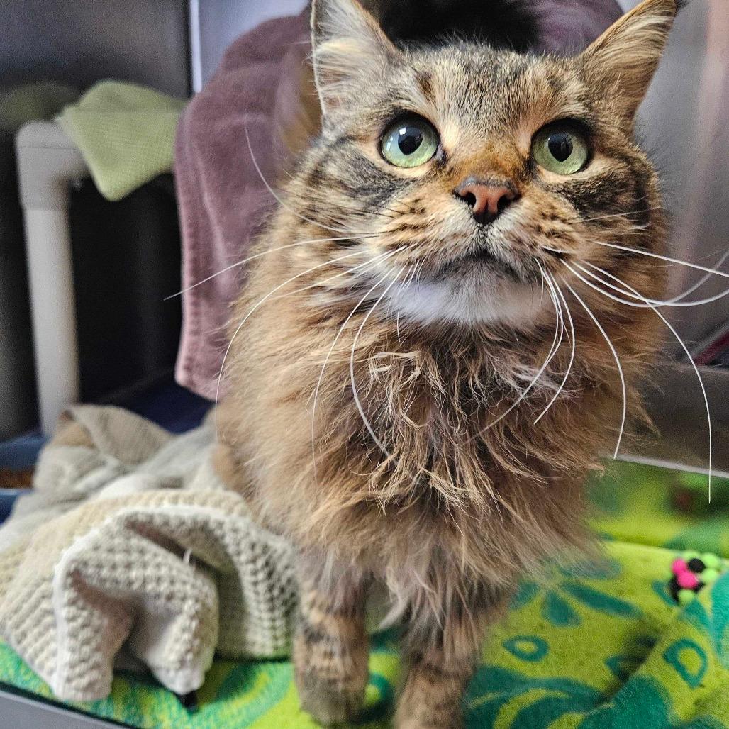 Pistachio *Coming Soon*