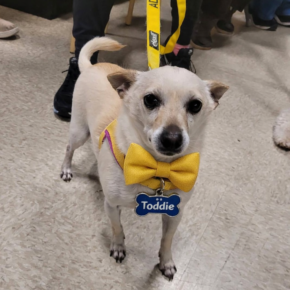 Toddie 