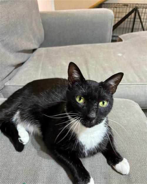 Adoptable Cats & Kittens in Lancaster, PA