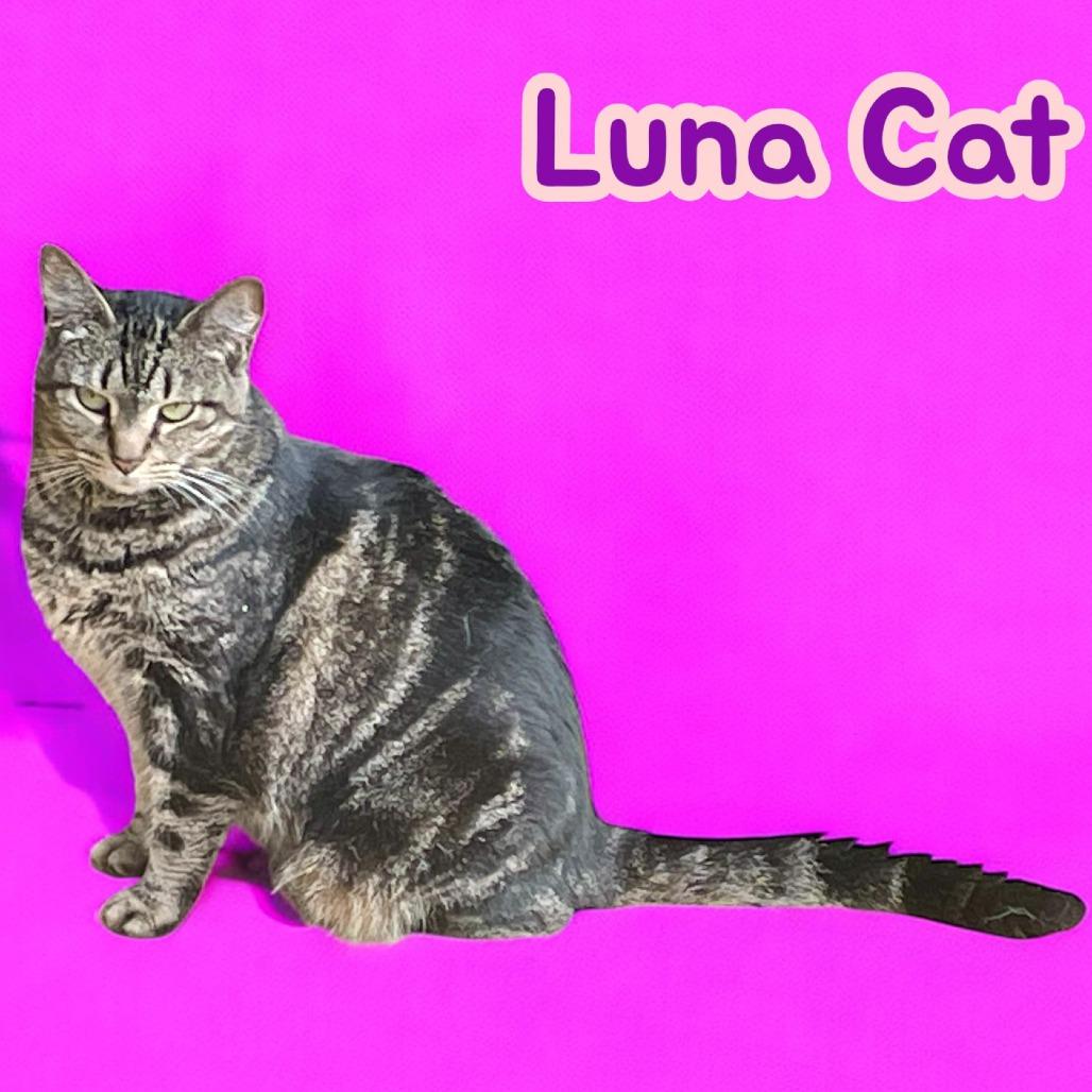 Luna Cat
