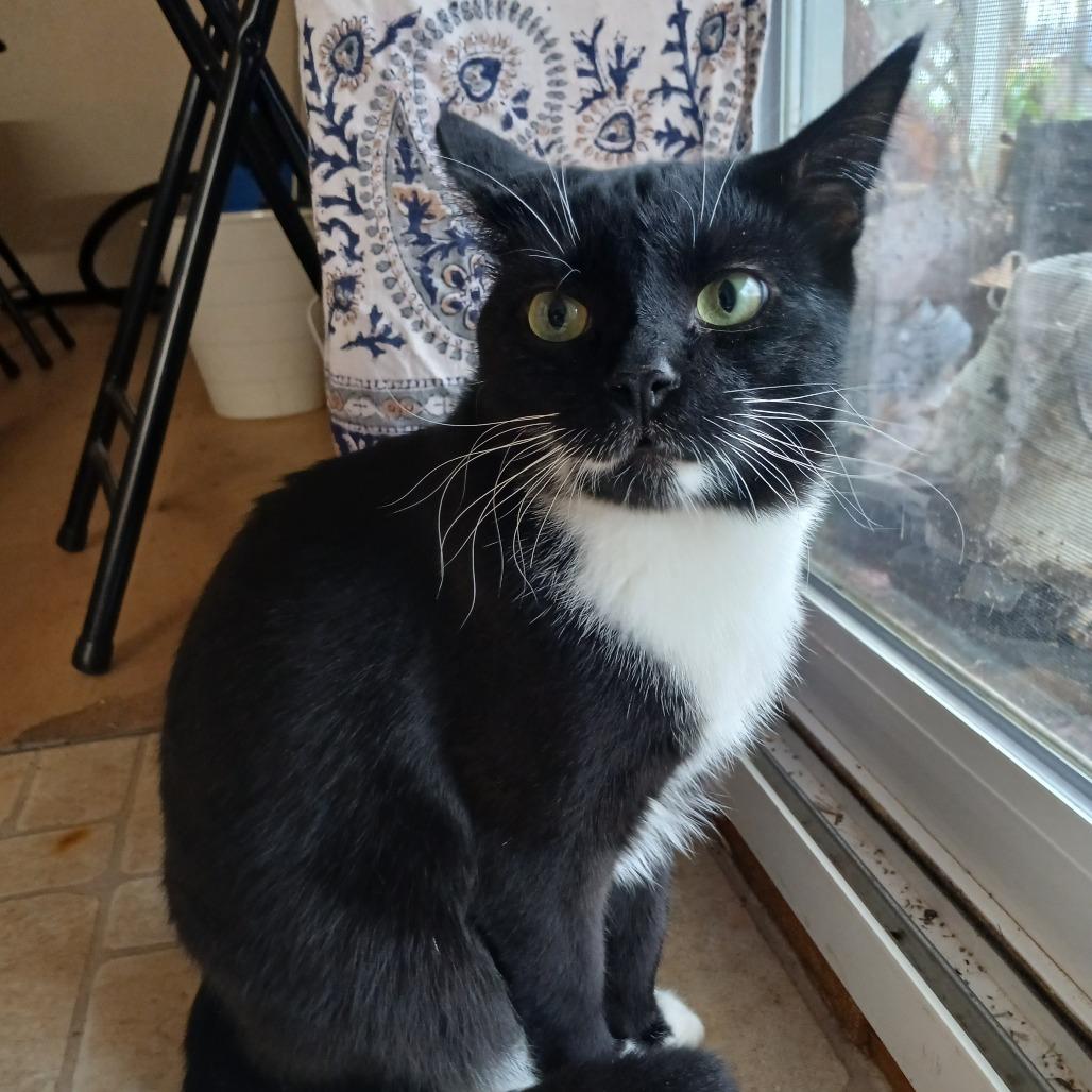 Chico
