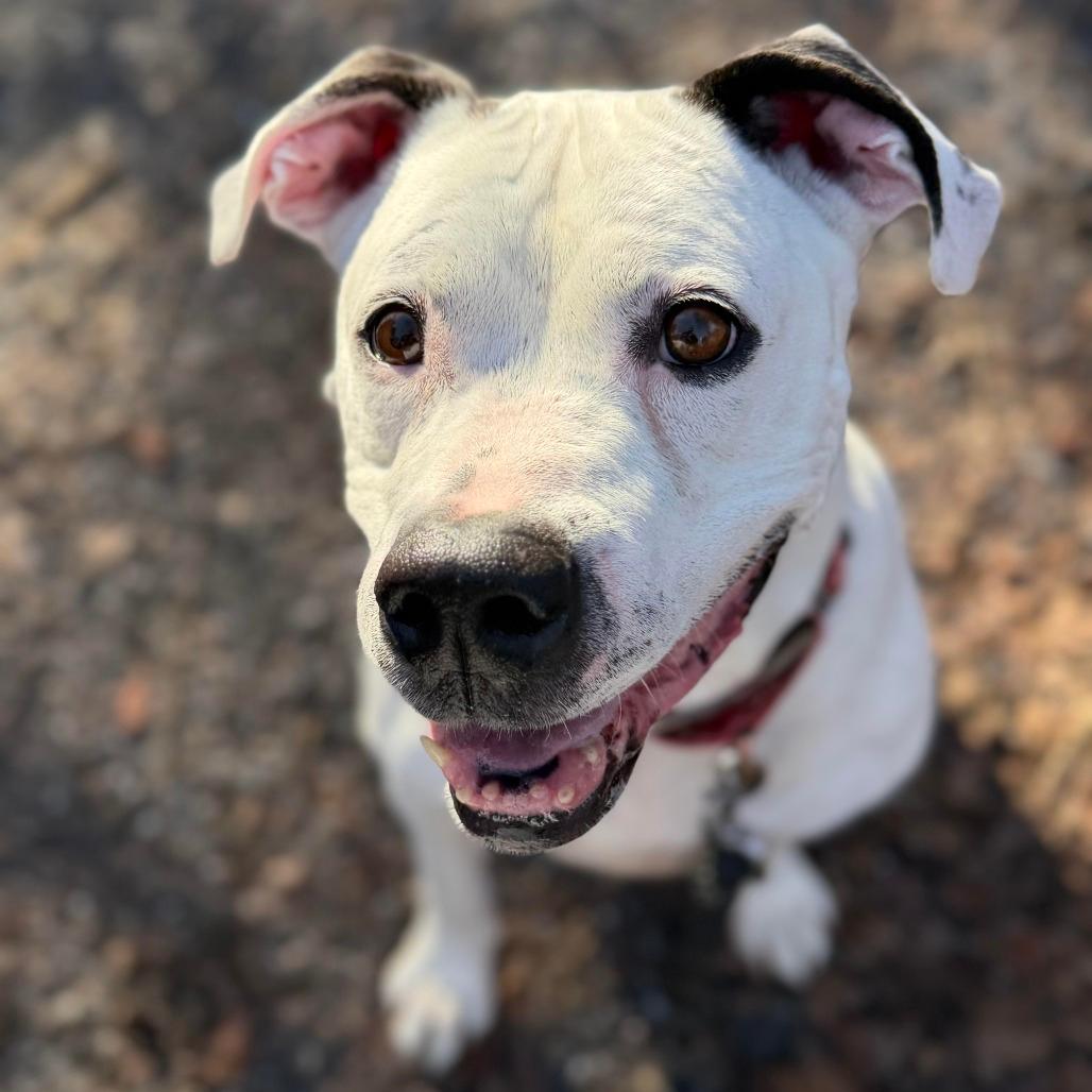 Dozer