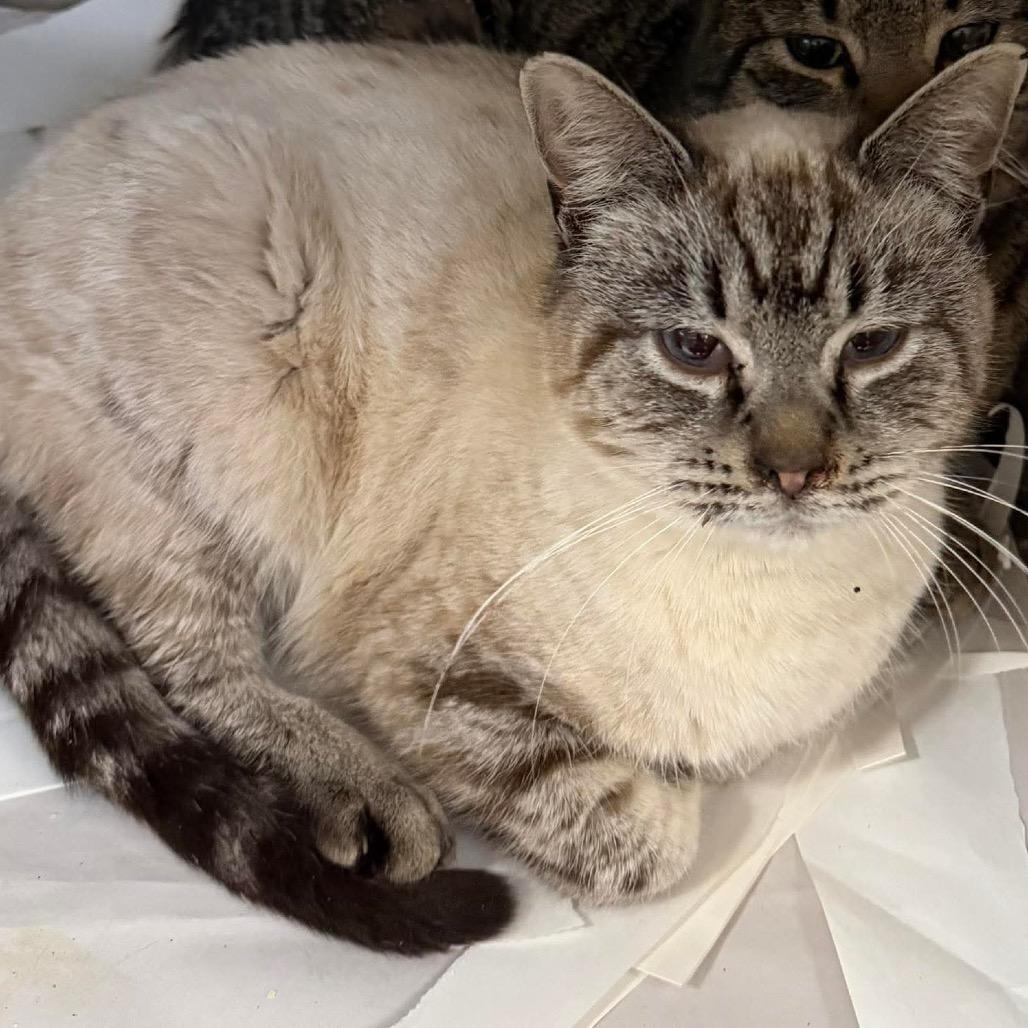 Muppet Brothers: Waldorf (16834)