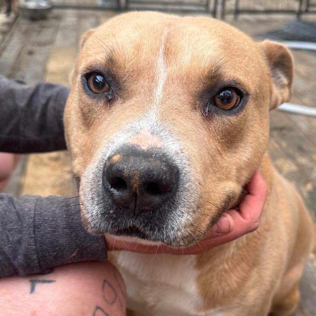 Seal (Adoption Fee-SPONSORED!)