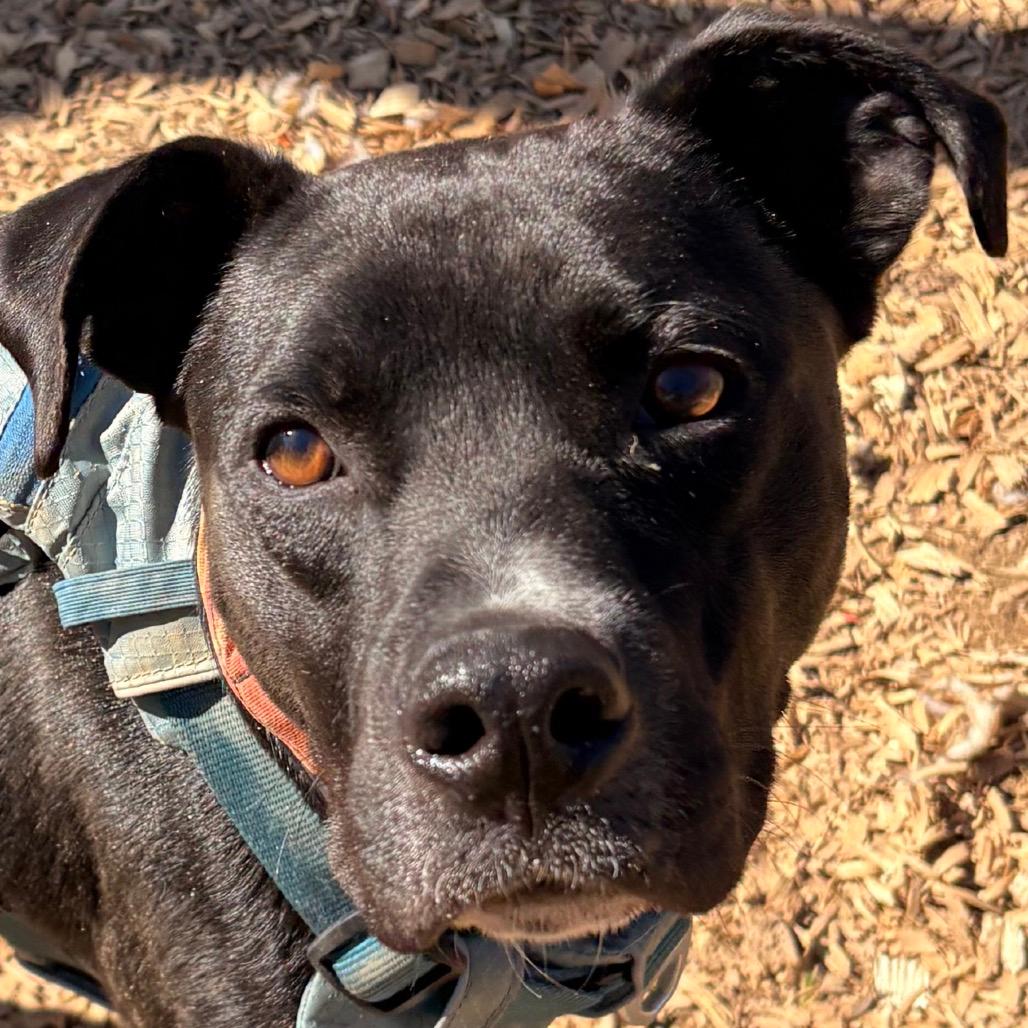 Rio (Adoption Fee Sponsored!)