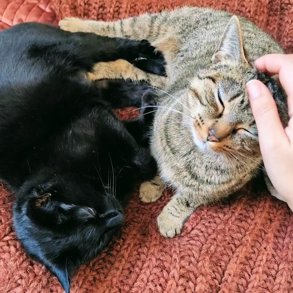 Fuzzy (bonded with Toothless)