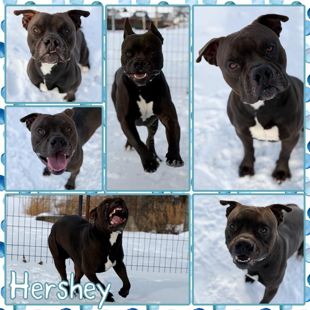 Hershey