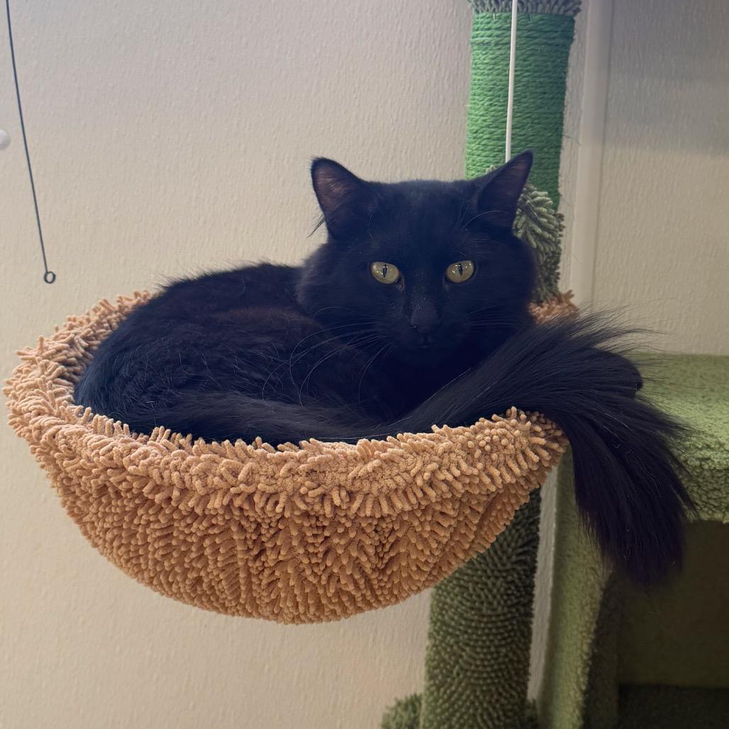 Estefan (Horseheads Petsmart)