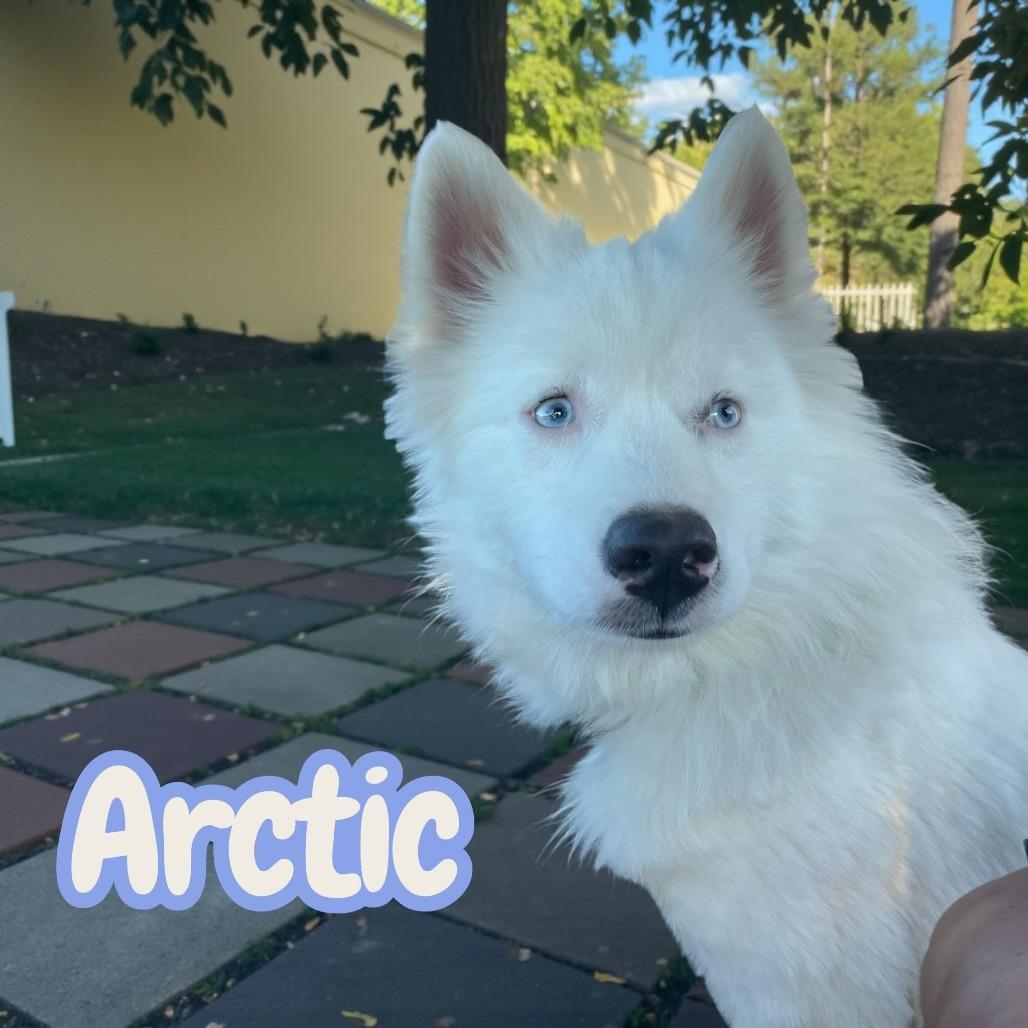 Arctic