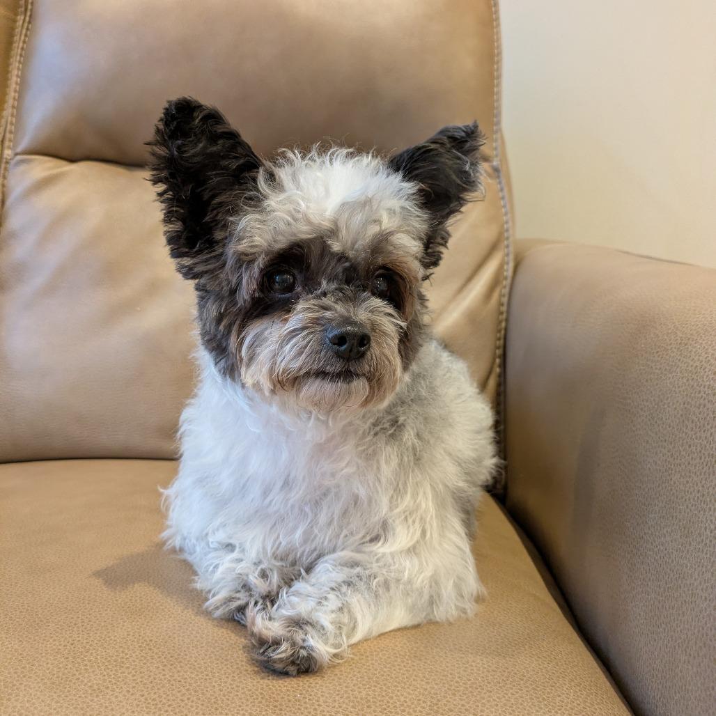 Lady - bonded w/ Lola