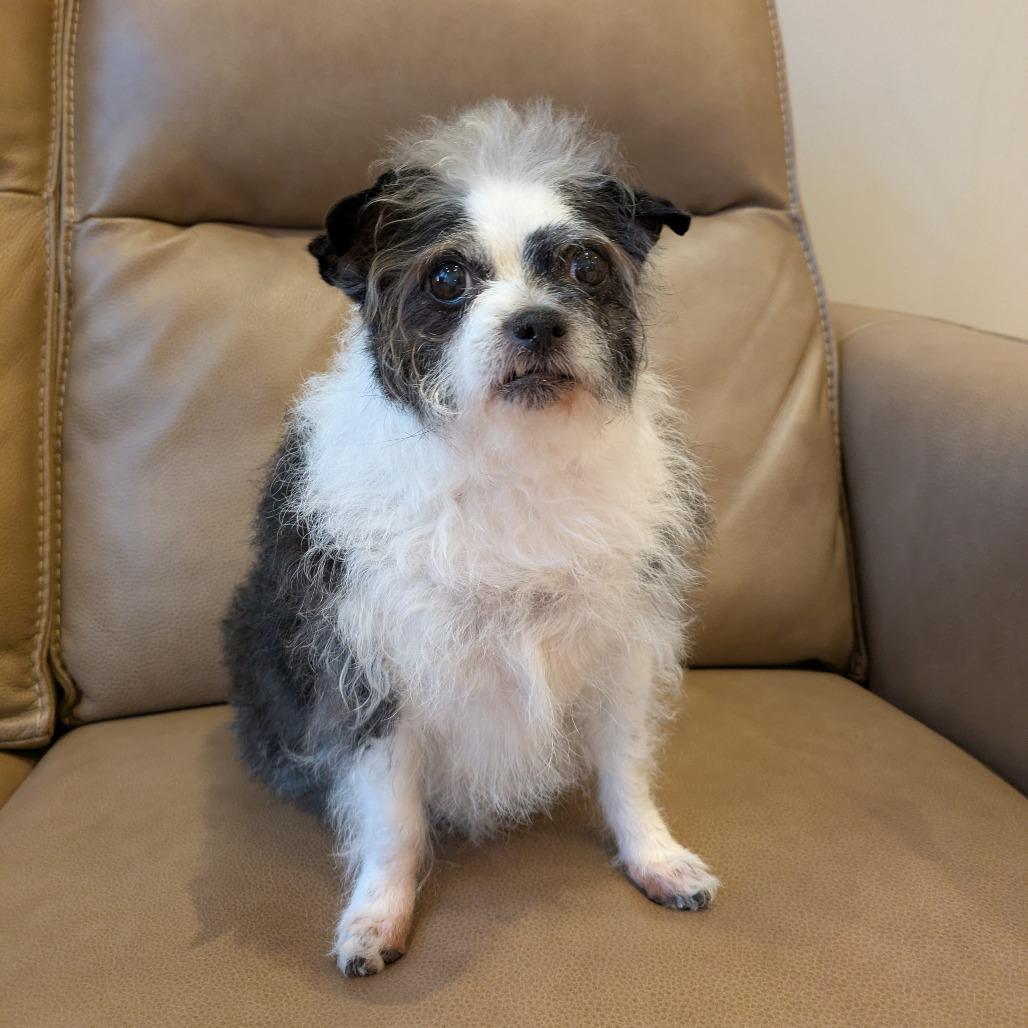 Lola- bonded with Lady