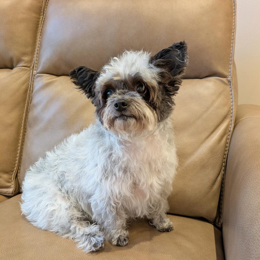 Lady - bonded w/ Lola