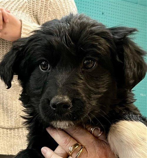 Adoptable Dogs & Puppies in Johnson City, TN