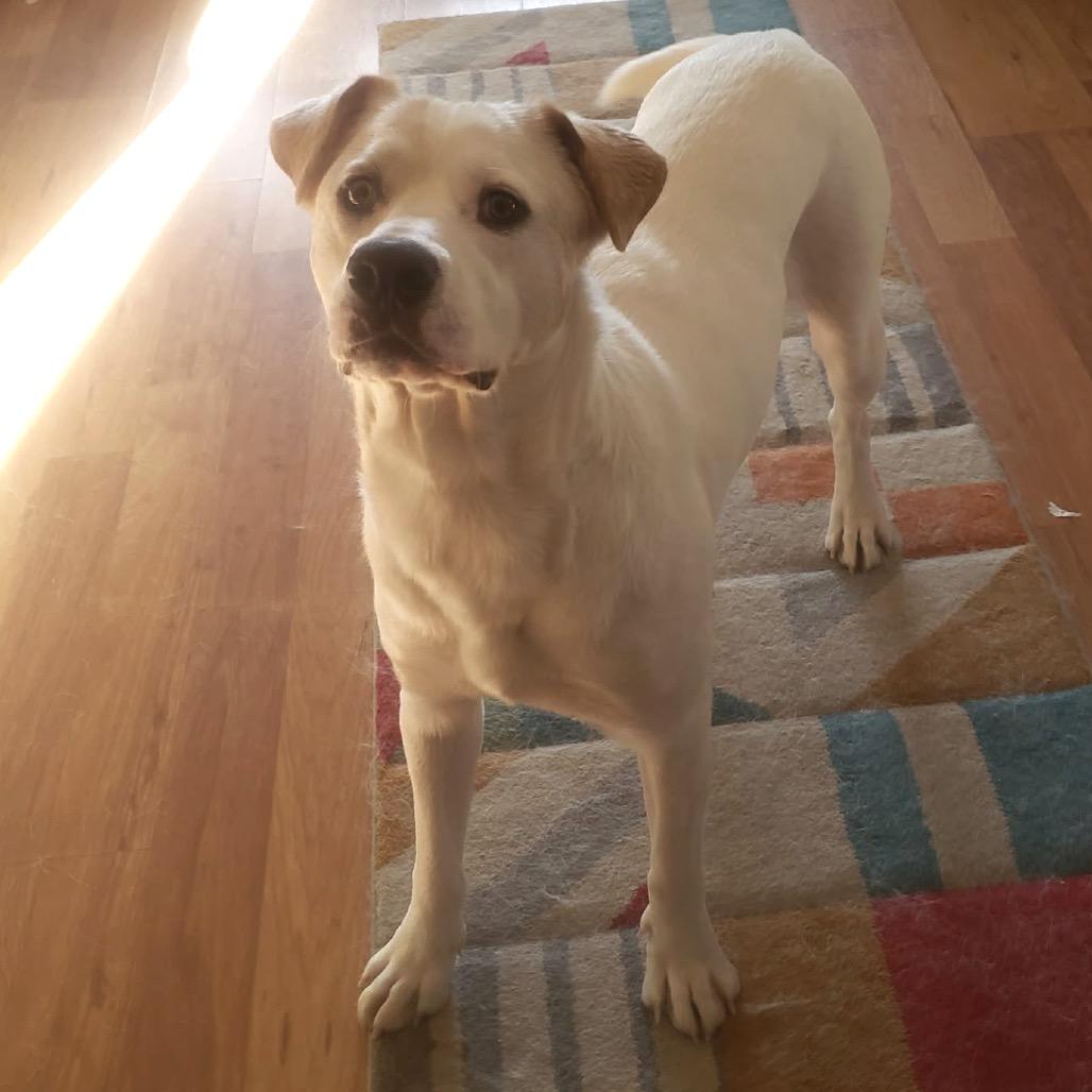 Milo