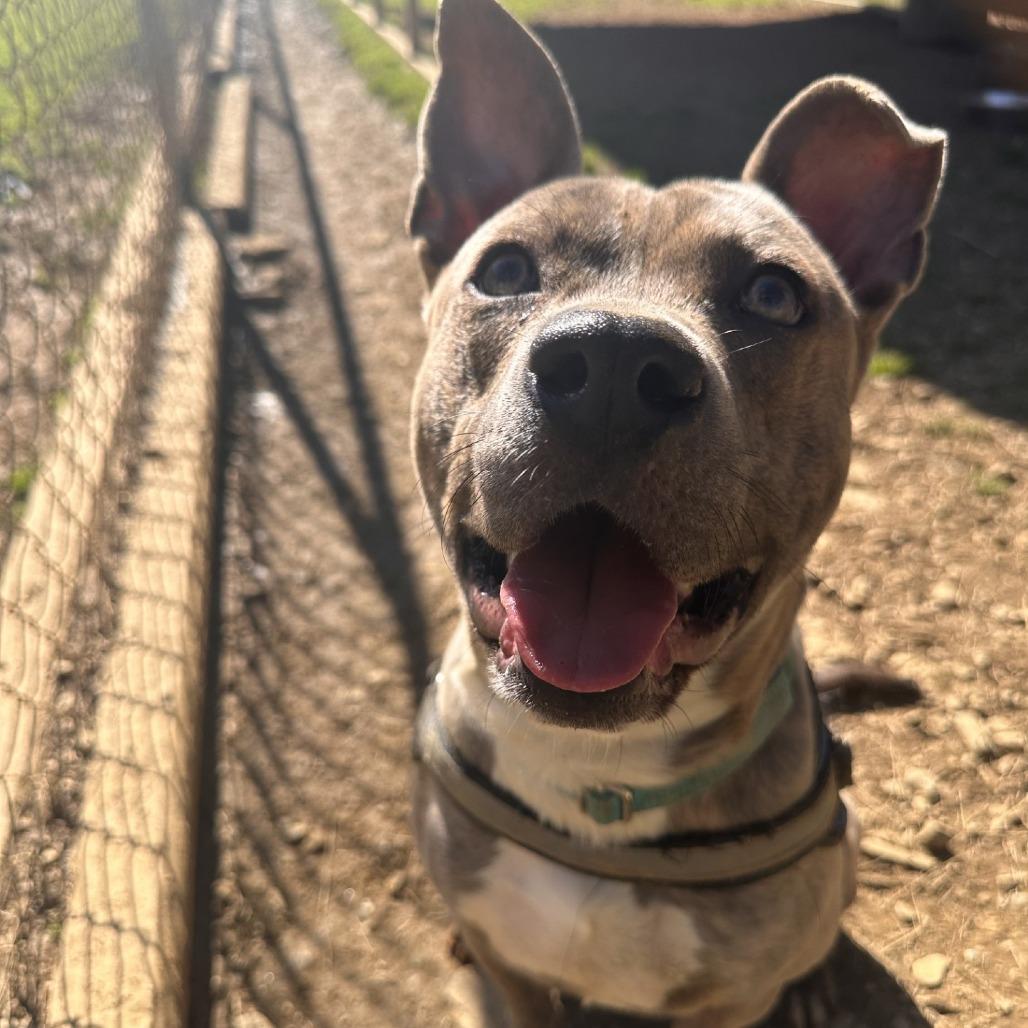 Roo