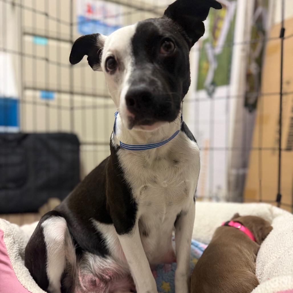 116 (2026) Mama Panda 