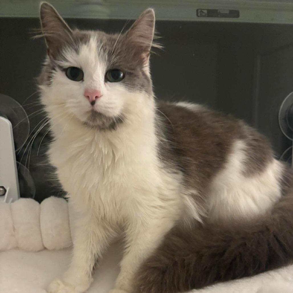 Bronte *adoption pending *