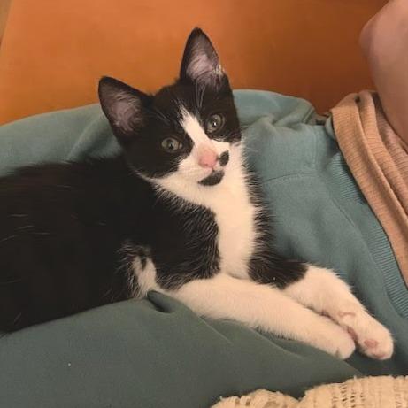 Naboo Randolph Ropitibopiti