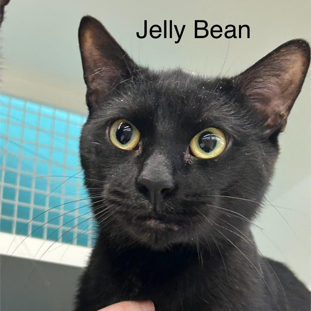 Jelly Bean 