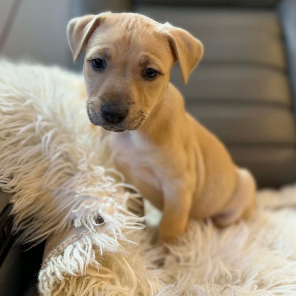 June Carter Cash 🎸(white)✨