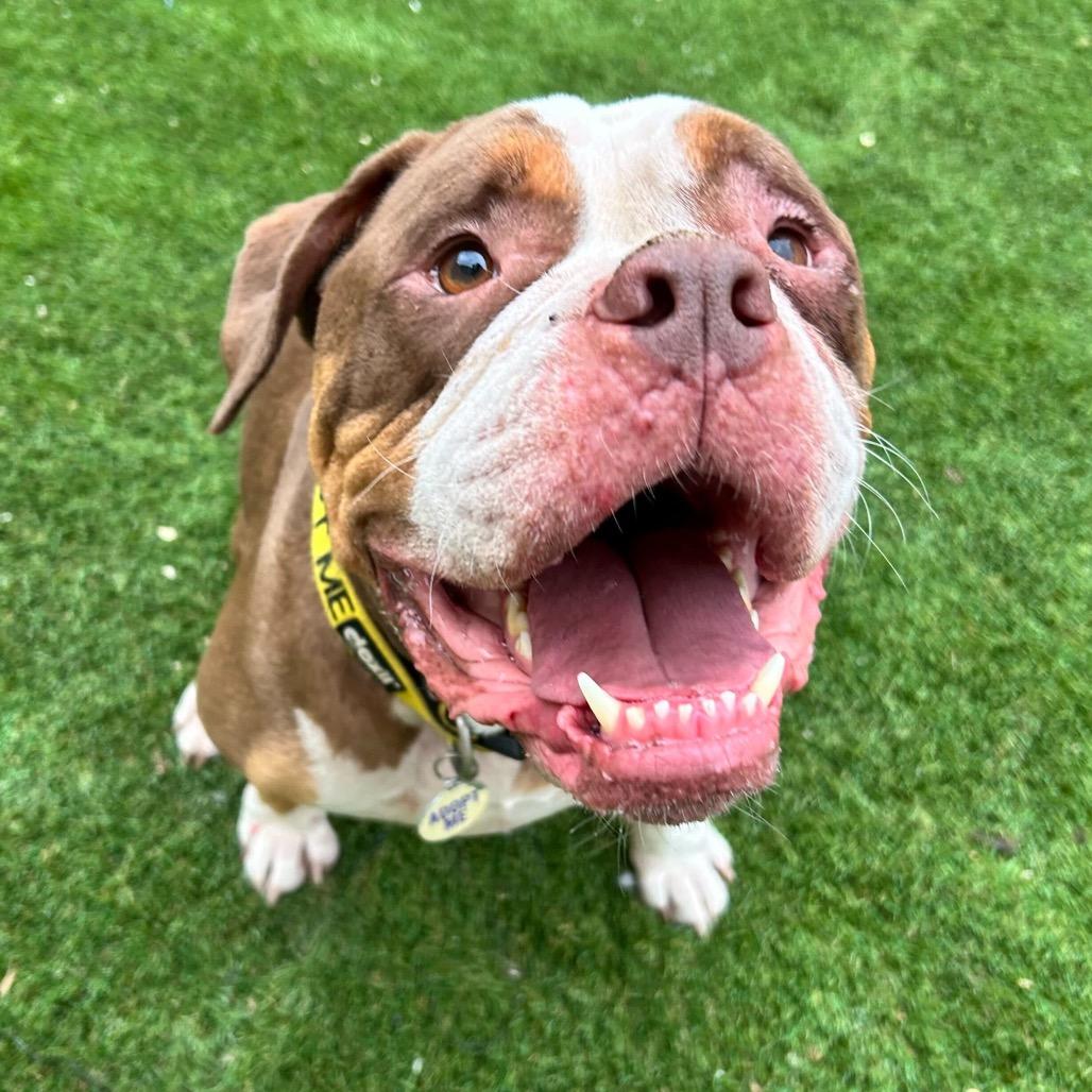 Princeton (Reduced Rover)