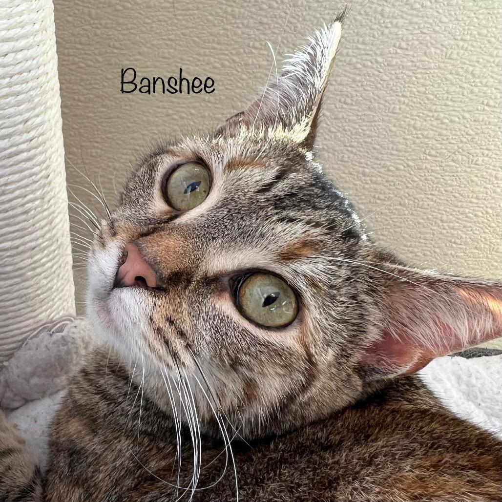 Banshee
