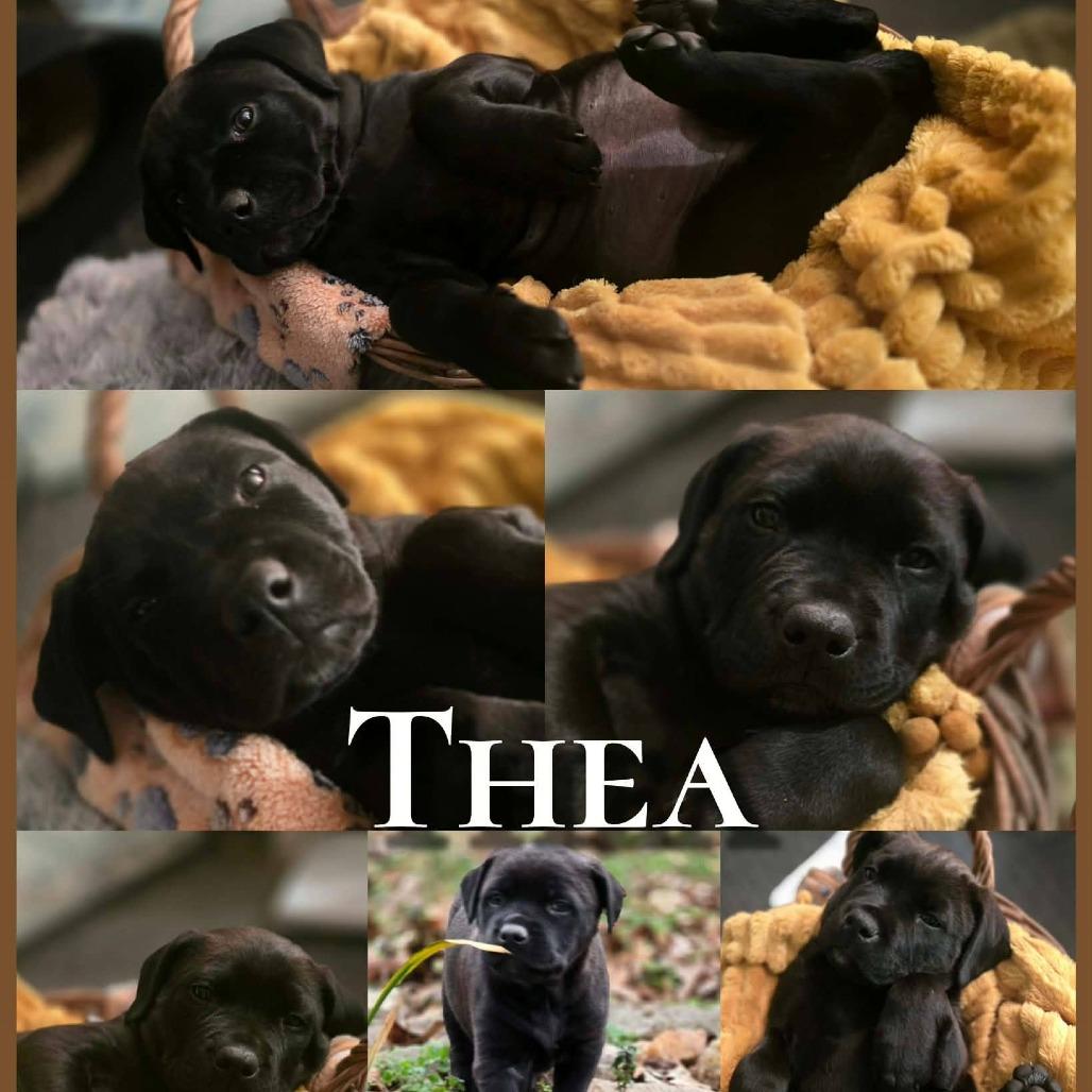 Thea