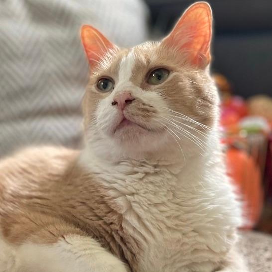 Pumpkin (Pie with Cinnamon Whipped Cream)